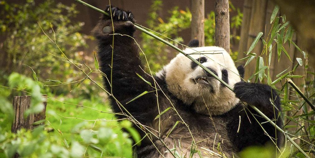 什么是全球动物大使? | 联合国开发计划署可持续发展目标熊猫大使